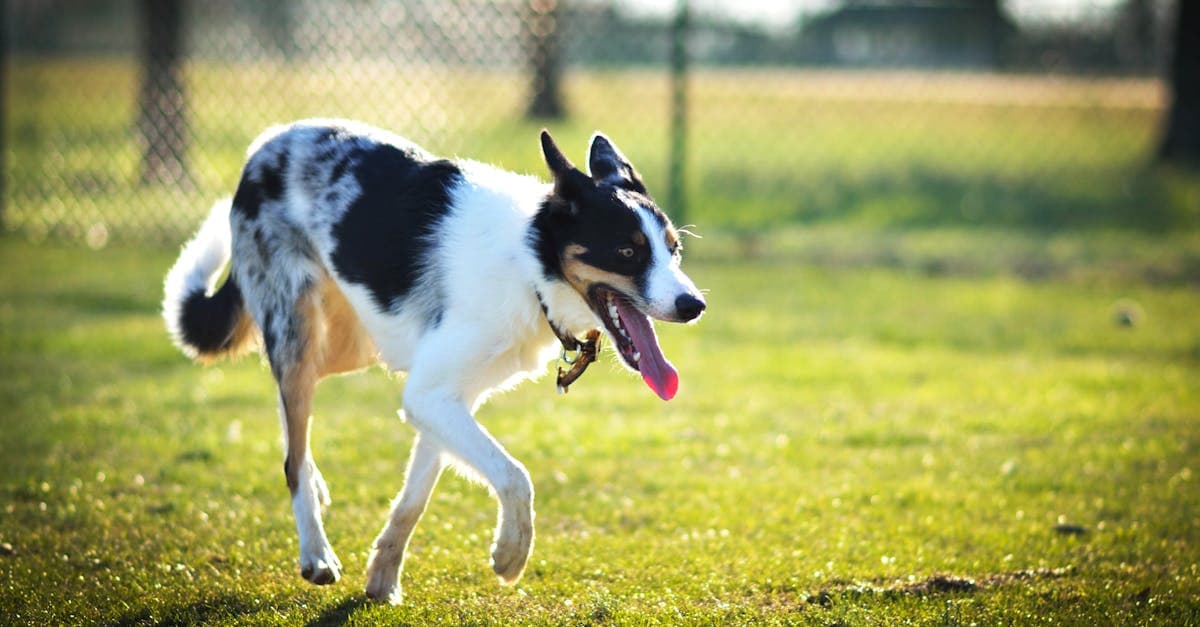 Cover Image for Walk the Walk: How to Find the Best Dog Walker Jobs Today