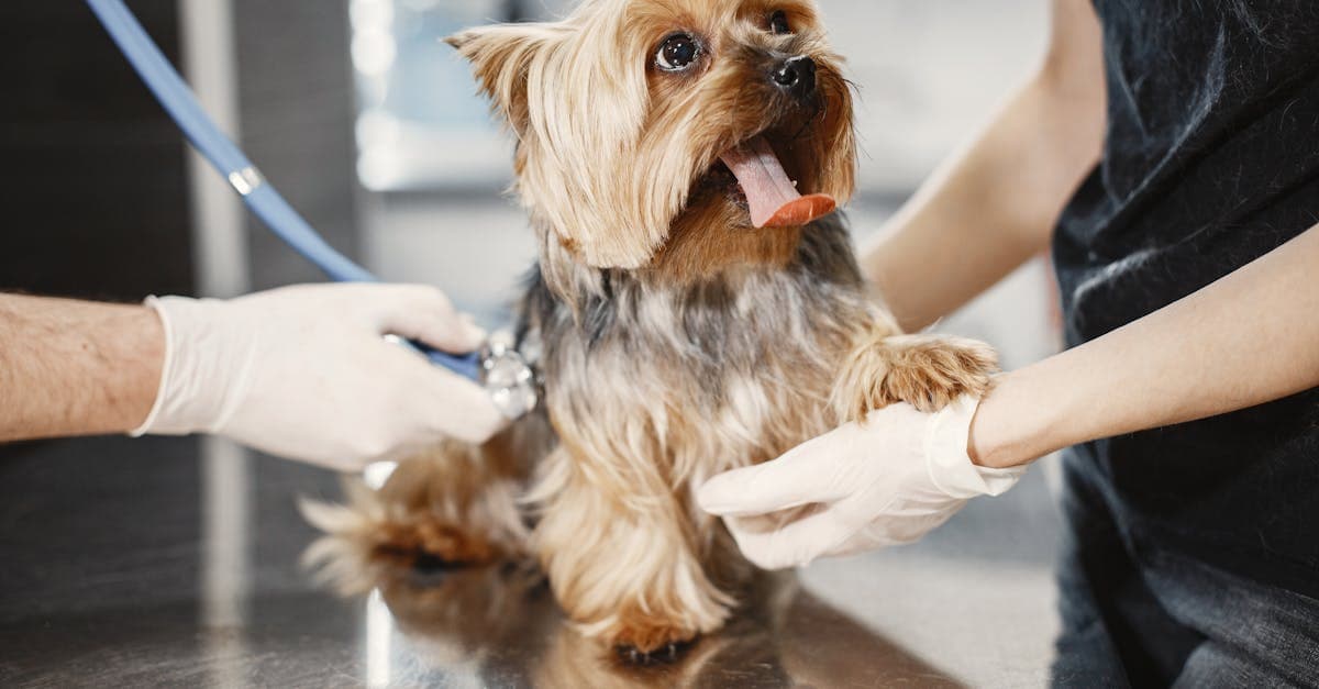 Cover Image for Veterinarian Services Explained: Keeping Your Furry Friends Happy and Healthy